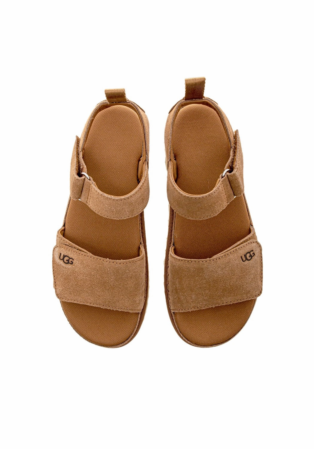 As Sandalen W Goldenstar chestnut